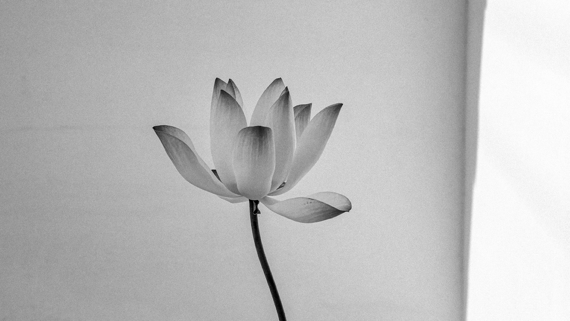 Made in Japan - Alex Kat