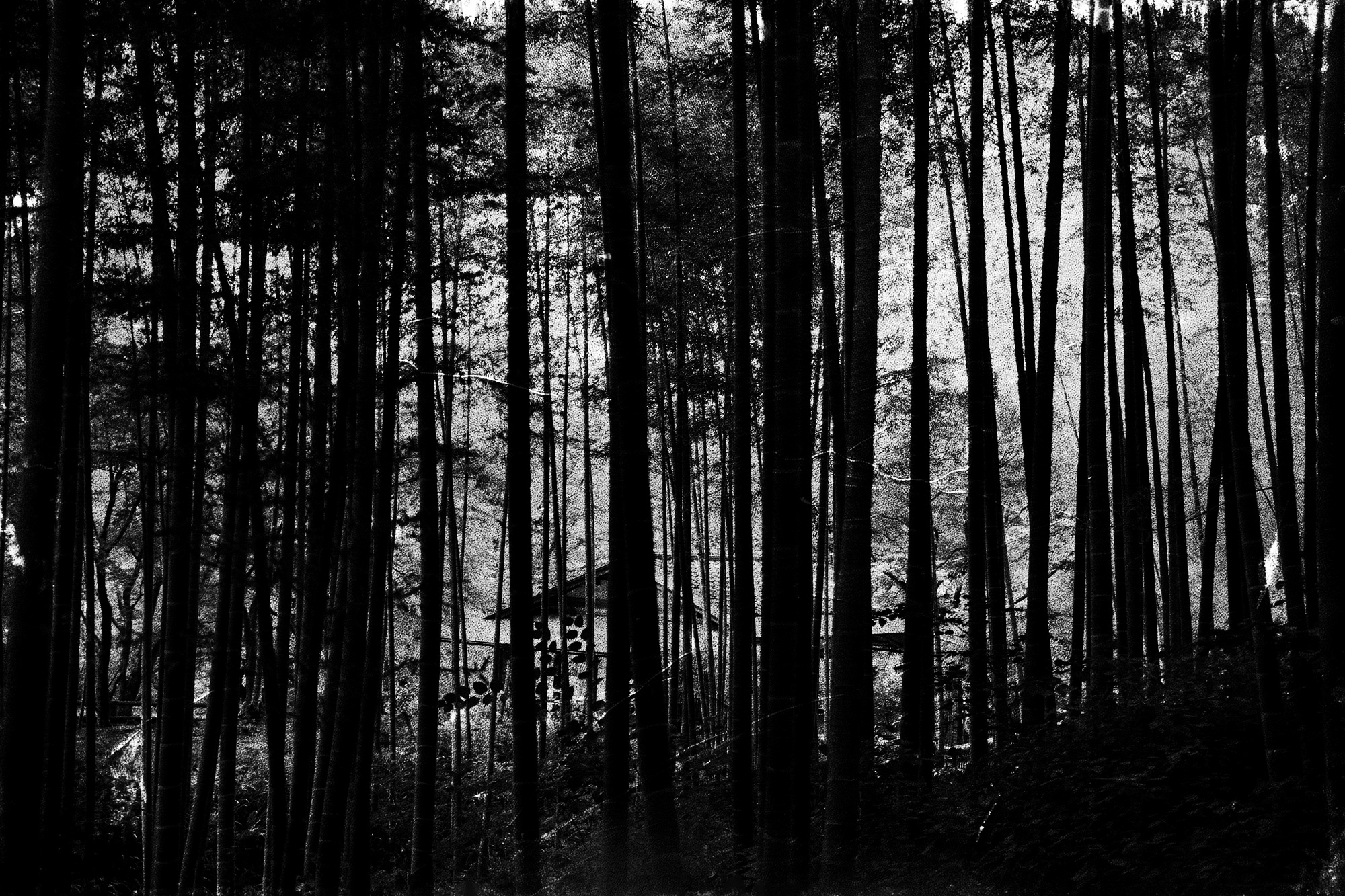 Made in Japan - Alex Kat